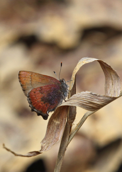 Brown Elfin